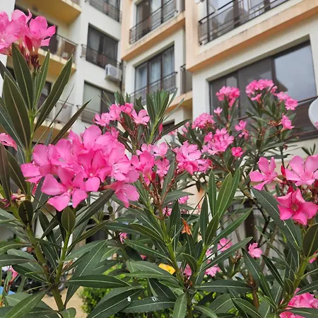 Sannybeach Amberbeach Bulgaria A14-1 * Słoneczny Brzeg