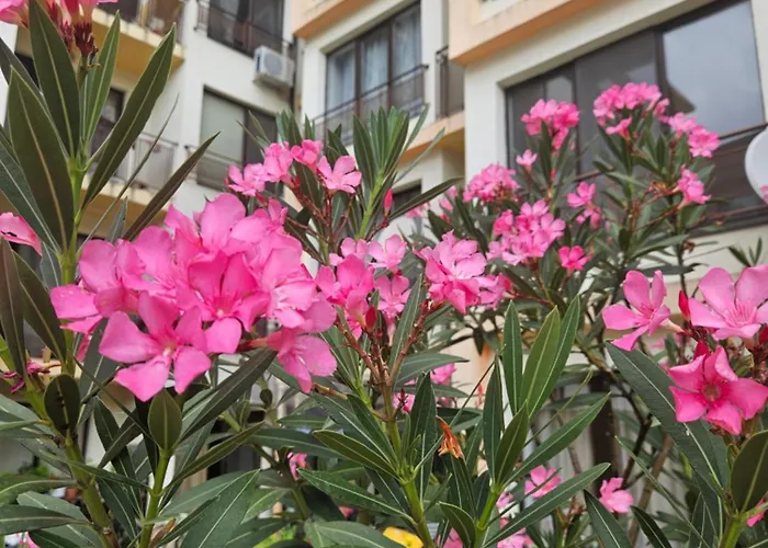 Sannybeach Amberbeach Bulgaria A14-1 * Napospart